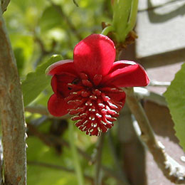 Schisandra, Magnolia Vine